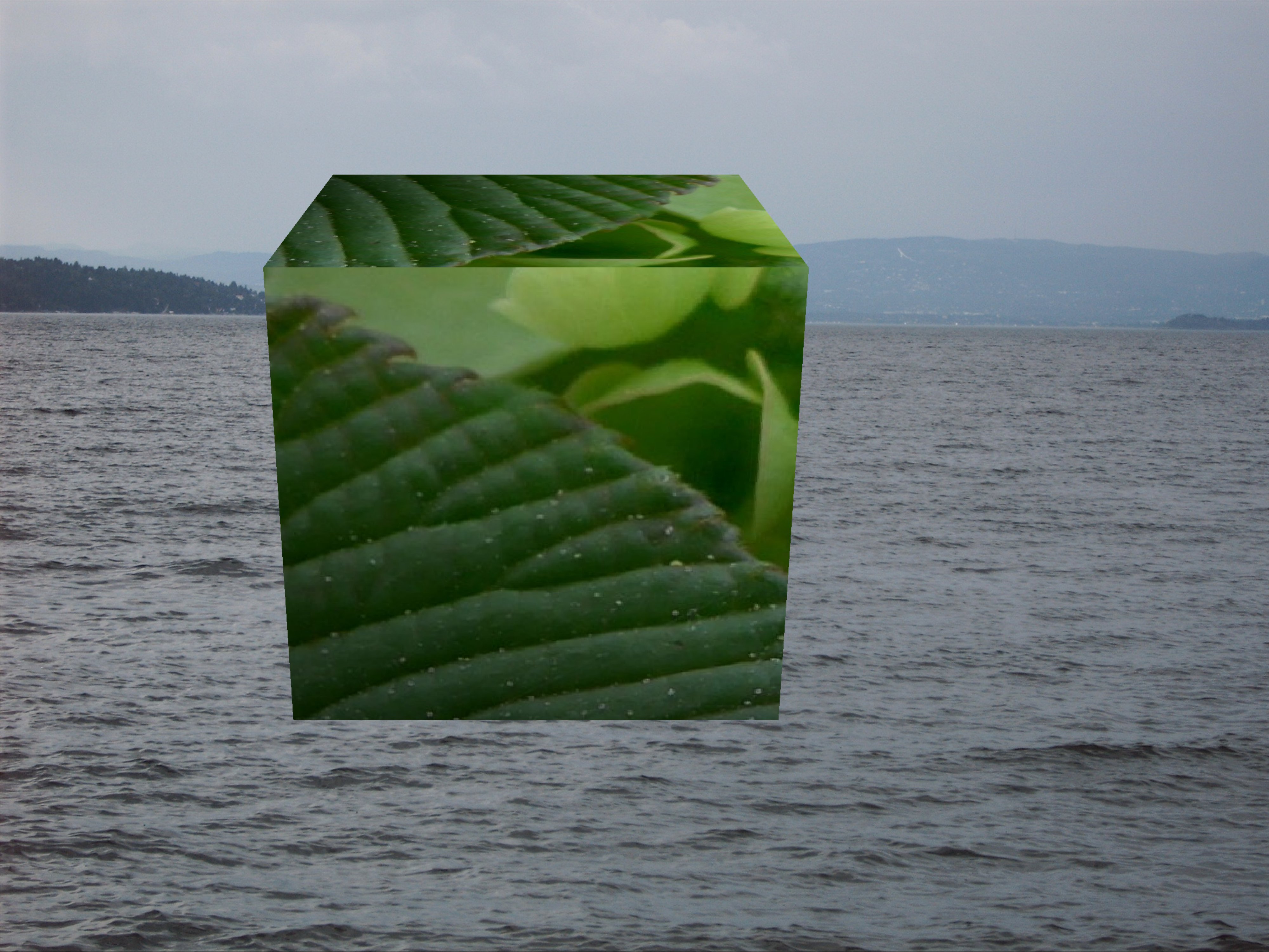Blatt und Meer