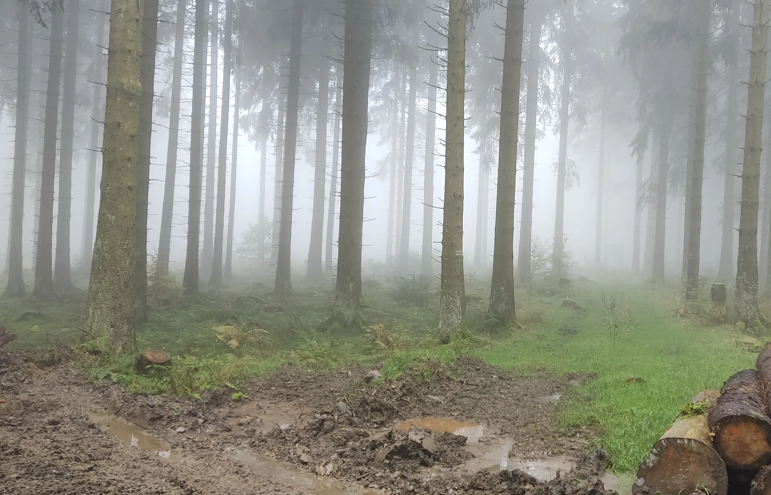 Nebel vor Wahlen